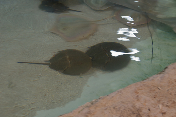 2012-04-10 Riverhead Aquarium 002