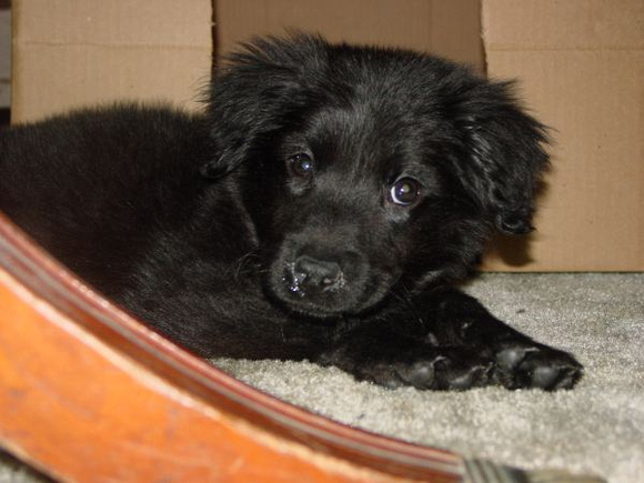 2002-11-26 Max Puppy 6