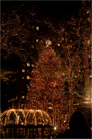 2004-11-30 NYC-Tree 027