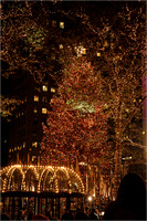 2004-11-30 NYC-Tree 026